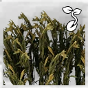 Icon for item "Barley Seed"