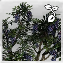 Icon for item "Blueberry Seed"