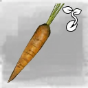 Icon for item "Graine de carotte"