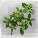 Icon for item "Thyme"
