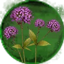 Icon for item "Icon for item "Verbena Flower""