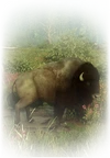 Bison-Jäger gesucht
