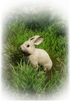 Kaninchen-Jäger gesucht